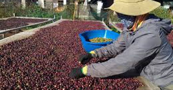 Tận dụng EVFTA, gần 300 tấn cà phê được xuất khẩu sang Châu Âu