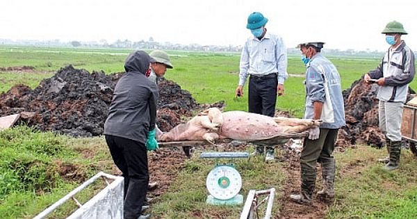 Phát hiện ổ bệnh dịch tả lợn châu Phi tại Nha Trang