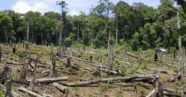 Vụ phát dọn, đốt phá hơn 106 ha rừng trồng ở Khánh Hòa bị điều tra