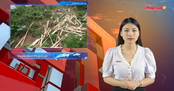 Quảng Ngãi: Kip thời hỗ trợ thu mua gỗ keo ngã đổ do ảnh hưởng của bão giúp người dân
