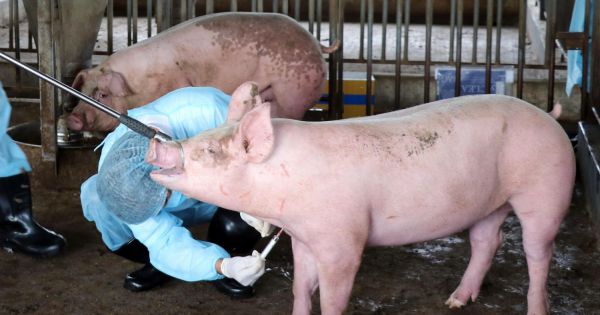 Khẩn trương khống chế 3 ổ dịch tả lợn châu Phi tại Bình Phước
