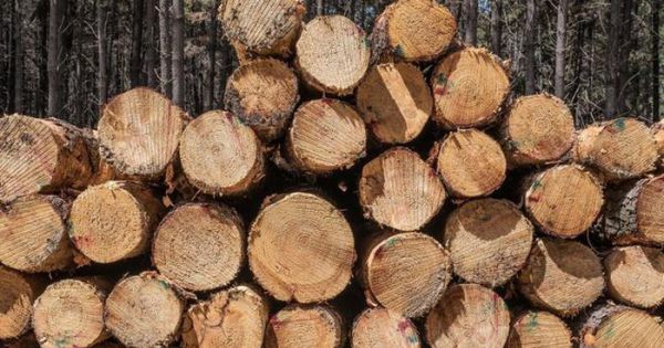 Trung Quốc chính thức cấm nhập gỗ Úc