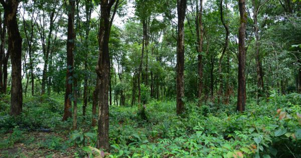 Tỉnh muốn xoá sổ 38 ha rừng, Bộ NN-PTNT lập tức bác bỏ