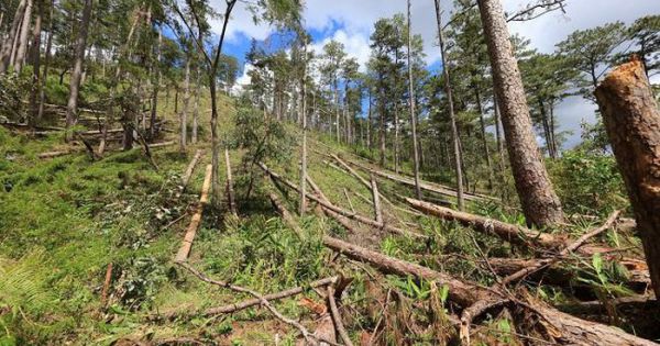 Phó Thủ tướng Trương Hòa Bình yêu cầu điều tra phá rừng ở Lâm Đồng