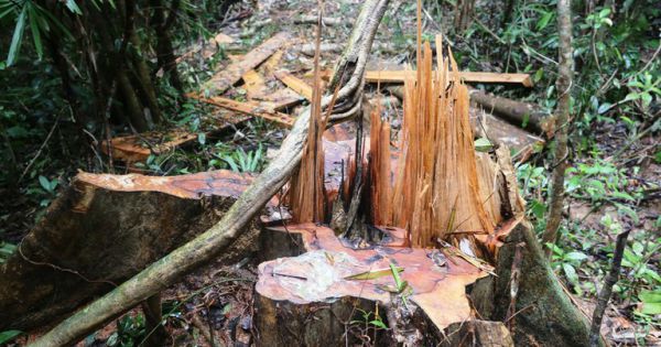 Khởi tố vụ án phá rừng Hương
