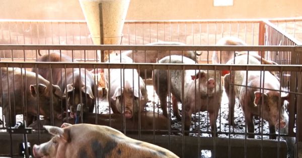 Dịch tả lợn châu phi xuất hiện trở lại tại Đồng Nai