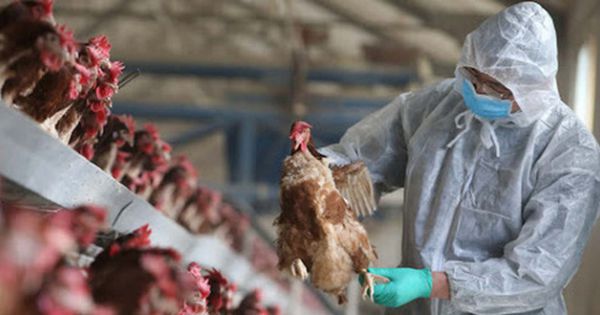 Quảng Ninh: Gần 1.000 con gà bị nhiễm cúm gia cầm H5N6 bị tiêu hủy