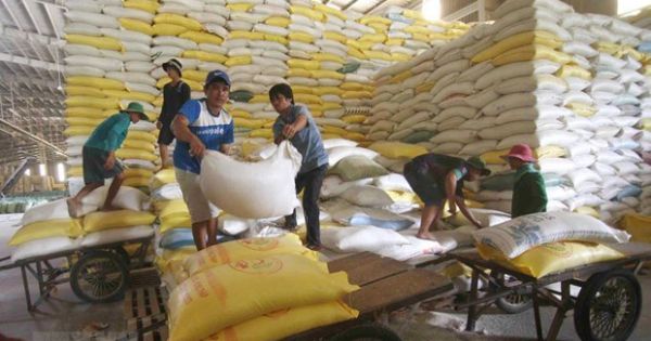 Giá gạo Việt Nam tăng lên mức cao nhất trong 9 năm qua