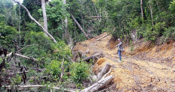 Kỷ luật hàng loạt cán bộ, đảng viên liên quan đến vụ phá rừng ở Phú Yên