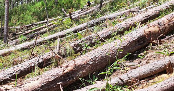 Lâm Đồng: Kỷ luật 125 trường hợp, quy trách nhiệm lãnh đạo để mất rừng