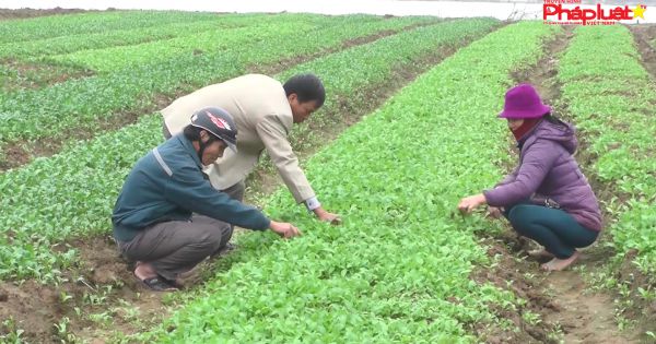 Huyện Triệu Phong tái sản xuất nông nghiệp sau lũ