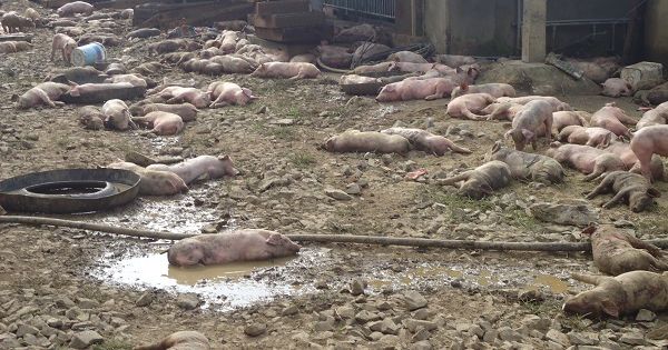 Bình Phước: Lửa thiêu rụi trang trại nuôi lợn gây thiệt hại 90 tỷ đồng