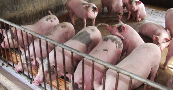 Việt Nam sắp nghiên cứu thành công vaccine dịch tả lợn châu Phi