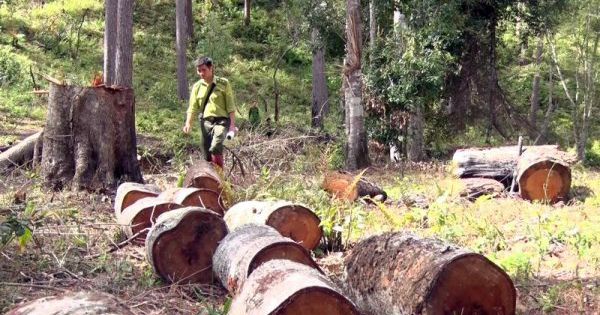 Phó Thủ tướng yêu cầu điều tra vụ phá rừng ở Gia Lai