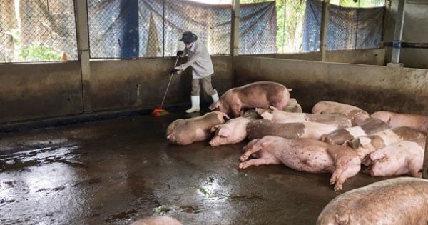Xuất hiện dịch tả lợn châu Phi tại Hà Tĩnh