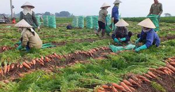 Hà Nội hỗ trợ Hải Dương, Quảng Ninh tiêu thụ 300 tấn rau, củ
