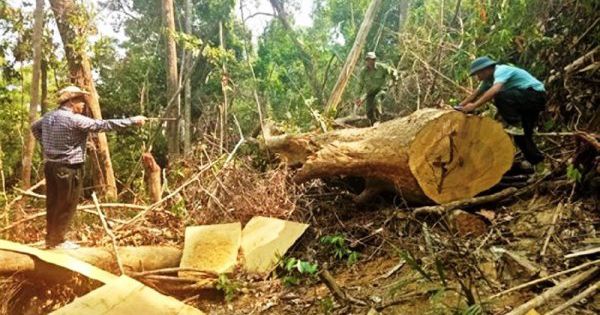 Mở rộng điều tra vụ án “làm ngơ cho lâm tặc phá rừng” tại Đắk Lắk