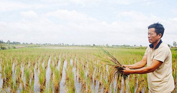 Xâm nhập mặn tăng cao làm trên 1.234 ha lúa bị thiệt hại ở Kiên Giang