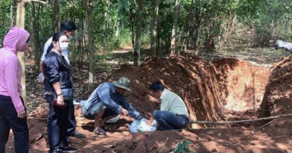 Gần 140 con heo chết trong rừng cao su tại Đồng Nai không bị bệnh