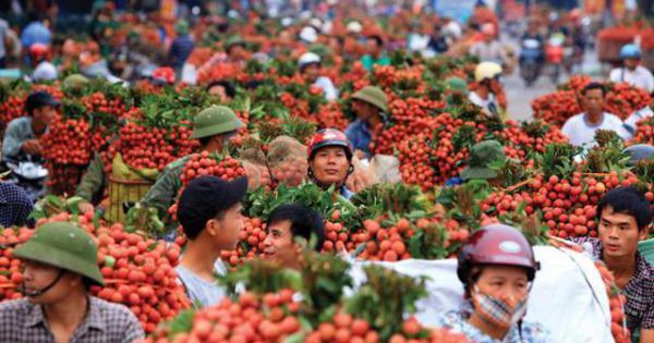 Trung Quốc tăng mua trở lại trái cây Việt Nam