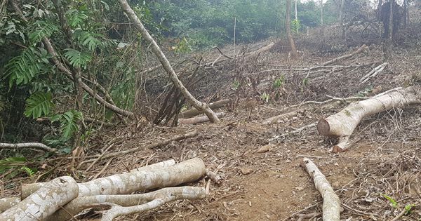 Phú Thọ: Phê bình giám đốc, cảnh cáo nhiều cán bộ để phá rừng đặc dụng Vườn quốc gia Xuân Sơn
