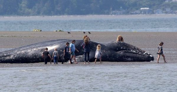 Cá voi xám chết hàng loạt ở vịnh San Francisco nước Mỹ