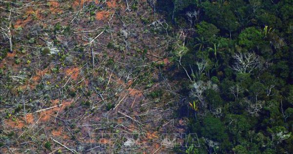 Năm 2020, Amazon mất 2,3 triệu ha rừng nguyên sinh