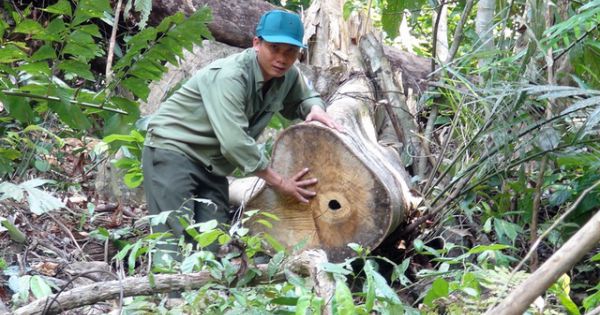 Khởi tố 5 cán bộ liên quan đến vụ mở đường để phá rừng giáp ranh ở Phú Yên