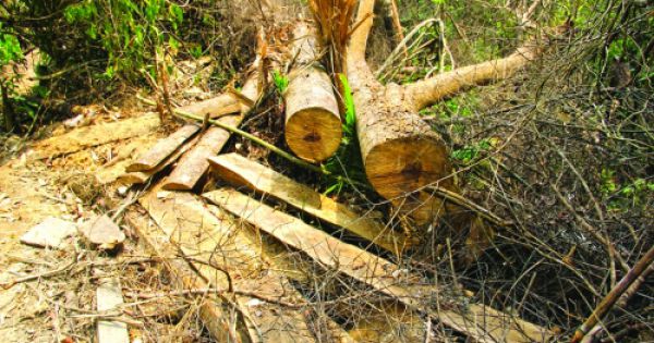 Triệt phá đường dây phá rừng quy mô lớn, khởi tố 37 bị can tại Đắk Lắk