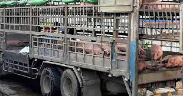 240 con heo bị dịch được mang từ Hà Nội vào Huế tiêu thụ