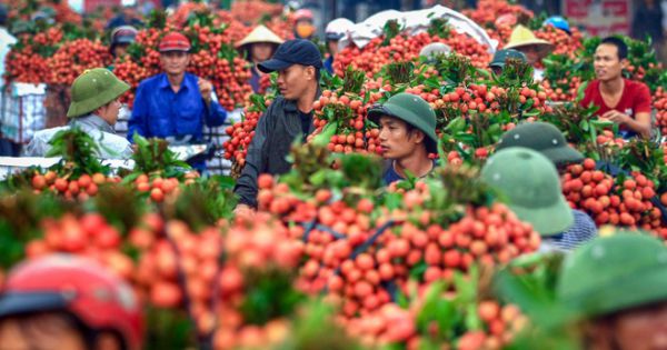 Thủ tướng đồng ý cho 190 thương nhân Trung Quốc vào Việt Nam thu mua vải thiều