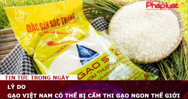 Lý do gạo Việt Nam có thể bị cấm thi gạo ngon thế giới