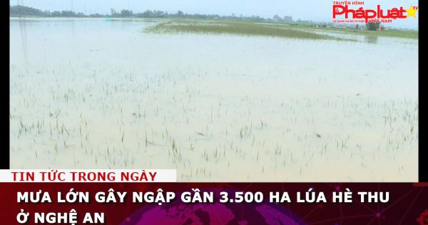 Mưa lớn gây ngập gần 3.500 ha lúa hè thu ở Nghệ An