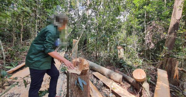 Phó Thủ tướng Trương Hòa Bình yêu cầu xử lý nghiêm vụ phá rừng tại Gia Lai