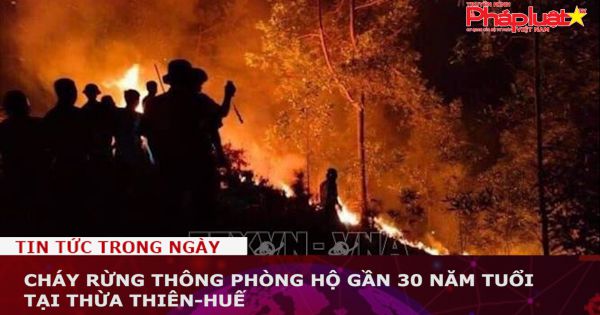 Cháy rừng thông phòng hộ gần 30 năm tuổi tại Thừa Thiên - Huế