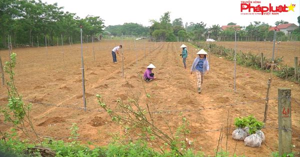Quảng Trị: Xây dựng ngành dược liệu làm điểm nhấn nông nghiệp hữu cơ