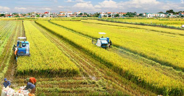 Bộ Công thương đề xuất Chính phủ yêu cầu ngân hàng cho doanh nghiệp vay vốn thu mua lúa gạo