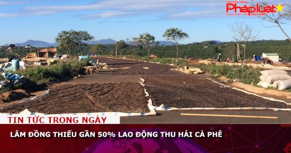 Lâm Đồng thiếu gần 50% lao động thu hái cà phê