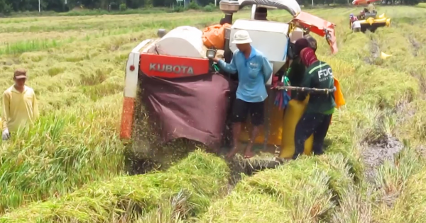Bạc Liêu: Tìm mọi giải pháp để hỗ trợ thu hoạch lúa Hè thu cho nông dân