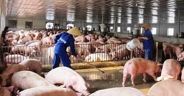 Đề xuất siết nhập khẩu thịt ngoại vì giá lợn trong nước giảm xuống mức kỷ lục
