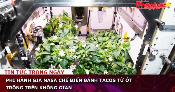 Phi hành gia NASA chế biến bánh tacos từ ớt trồng trên không gian