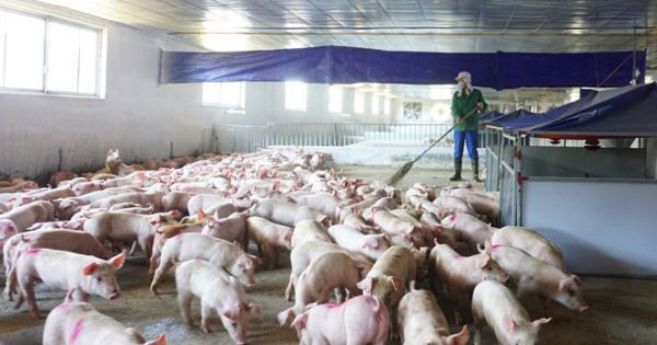 TP HCM xử lý nghiêm các trường hợp chăn nuôi không đúng quy định