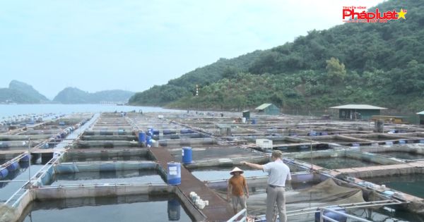 HÒA BÌNH: Sở NN-PT-NT hướng tới phát triển mạnh ngành thủy sản