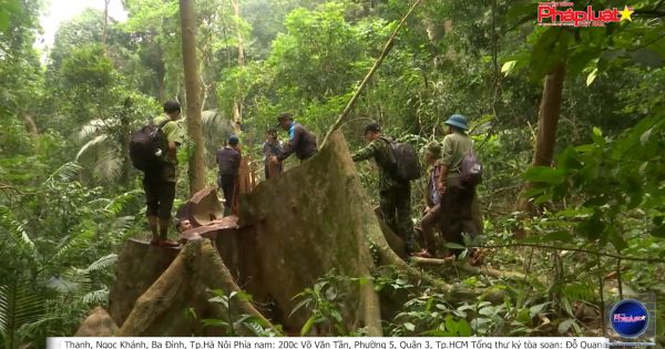Quảng Trị: Cần điều tra làm rõ vụ phá rừng bảo tồn Bắc Hướng Hóa