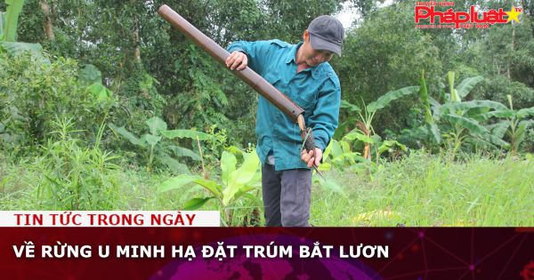 Phóng sự: Về rừng U Minh Hạ đặt trúm bắt lươn