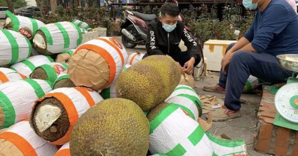 Mít bị tắc ở cửa khẩu quay về bán đổ đống tại Hà Nội, giá 10.000 đồng/kg