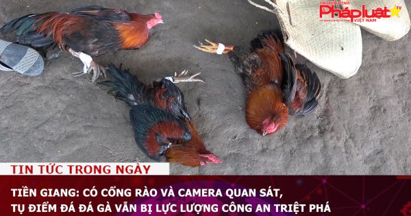 Tiền Giang: Có cổng rào và camera quan sát, tụ điểm đá đá gà vẫn bị lực lượng Công an triệt phá