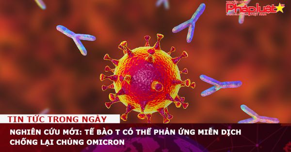 Nghiên cứu mới: Tế bào T có thể phản ứng miễn dịch chống lại chủng Omicron