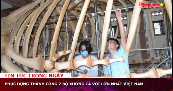 Phục dựng thành công 2 bộ xương cá voi lớn nhất Việt Nam