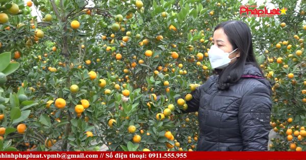 Văn Giang, Hưng Yên: Làng hoa cây cảnh lo ngại sức mua dịp Tết giảm vì ảnh hưởng dịch Covid-19
